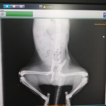 İzmir Dikili Belediyesi Hayvan İçin Acil Çözüm Bulmalı!