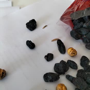 Can Kardeşler Kuruyemiş Kurtlu Ürünler Hk