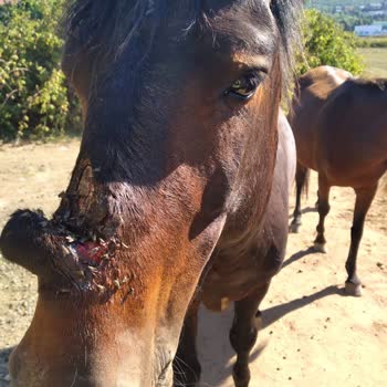 İBB - İstanbul Büyükşehir Belediyesi Tarım Ve Orman Bakanlığı Beykoz İlgilenilmiyor