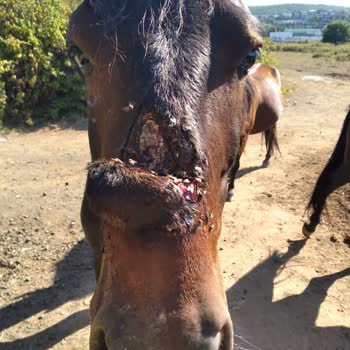 İBB - İstanbul Büyükşehir Belediyesi Tarım Ve Orman Bakanlığı Beykoz İlgilenilmiyor