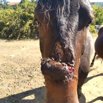 İBB - İstanbul Büyükşehir Belediyesi Tarım Ve Orman Bakanlığı Beykoz İlgilenilmiyor