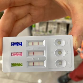 Toy Poodle Dad Clup Hastalıklı Hayvan Satışı