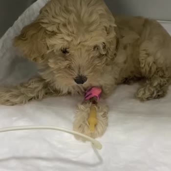 Toy Poodle Dad Clup Hastalıklı Hayvan Satışı