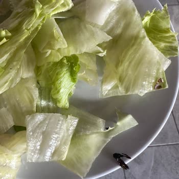 Afytos Akçay Otel Yemekten Böcek Çıktı!