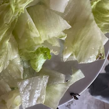 Afytos Akçay Otel Yemekten Böcek Çıktı!