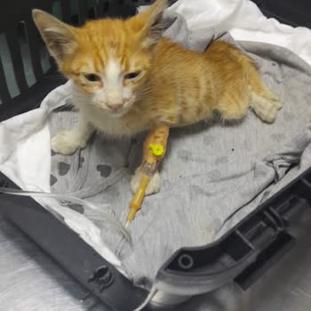 Sefaköy Vet-Max Veteriner Kliniği Vet_max Kliniğinin Sorumsuzluğu