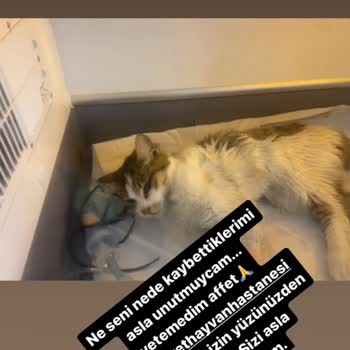 Westvet Veteriner Kliniği Hayvanlara Yanlış Teşhis Koyma