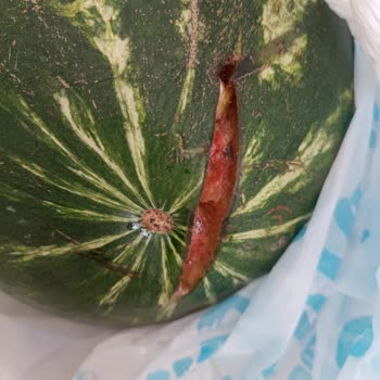 100 Paralık Karpuzu Alamayan A101