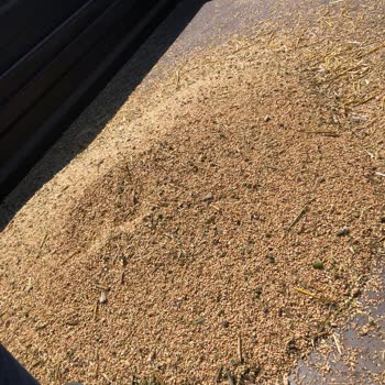 Öz-Yıl Ata Tohumu Dönüme 90 -100 Kg Verdi