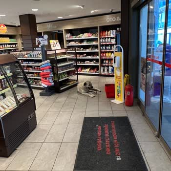 Shell Markette Hayvan Olmaz