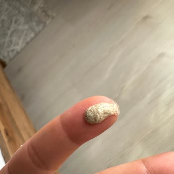 BEEO Bozuk Güneş Kremi