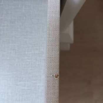 Kelebek Mobilya Umursamazlığı Ve İlgisizliği