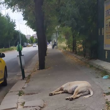 Eskişehir Tepebaşı Belediyesi Başıboş Köpeklerin Engelli Rampasında Sorun Yaratması!