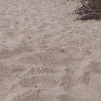 Amasra Belediyesi Kamu Alanlarına Giriş Ücreti