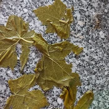 Seboştan Salamura Yapraklarım Yırtık Geldi