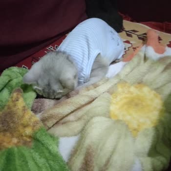 İzmir Veteriner Hekimleri Odası Veteriner Hatası, Kediyi Olması