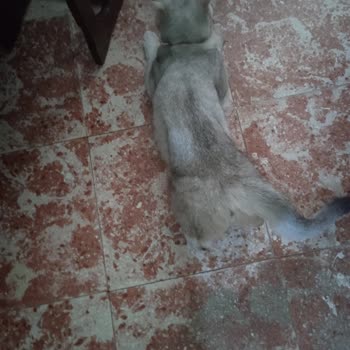 İzmir Veteriner Hekimleri Odası Veteriner Hatası, Kediyi Olması