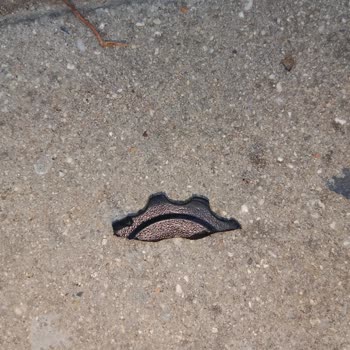 Carraro Bisiklet Carraro Speed 240 Bisiklet Arka Aktarıcı Kırılması...