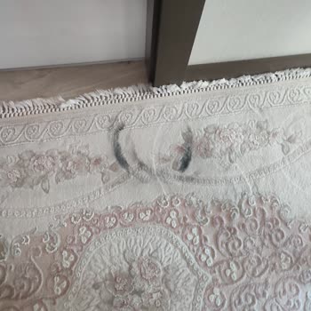 King Sebastian Halılarıma Kömür Tozu Bırakıyor