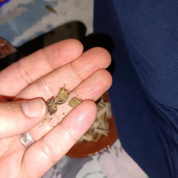 Gold Harvest Kara Sevda Çekirdek Mi Pazarlıyor Hayvan Dışkısı Mı