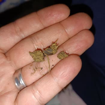 Gold Harvest Kara Sevda Çekirdek Mi Pazarlıyor Hayvan Dışkısı Mı