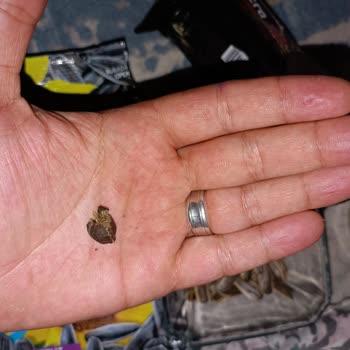 Gold Harvest Kara Sevda Çekirdek Mi Pazarlıyor Hayvan Dışkısı Mı