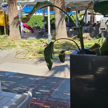 Vira's Otel Ağaç Buduyor Sezonun Ortasında!