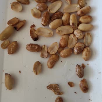 Şimşek Kuruyemiş'in Çürük Yer Fıstığı Sattı