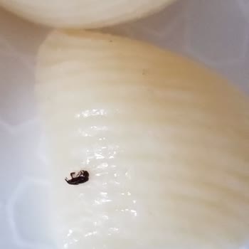 Pastavilla Makarna Böcek Sorunu