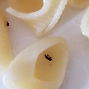 Pastavilla Makarna Böcek Sorunu