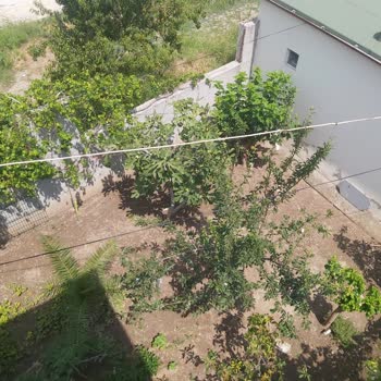 Akdeniz Elektrik Dağıtım Elektrik Kablosu Tehlikesi