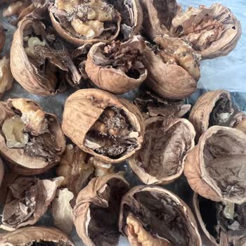 File Market File Eski Cevizleri Satıyor