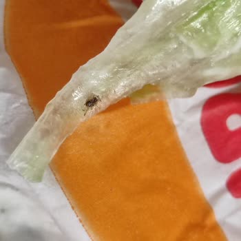Burger King Yeşillik Üstünde Böcek Çıktı