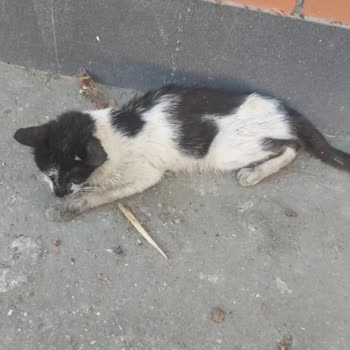 Kartal Belediyesi'nin Kurumlarını Takip Etmemesi