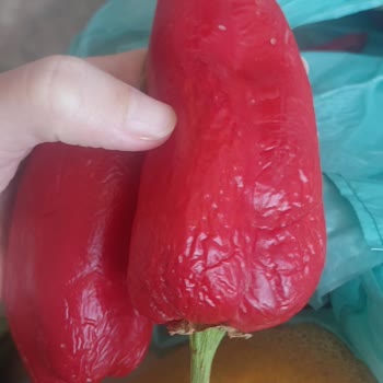 Getir Para İadem Yapılmadı