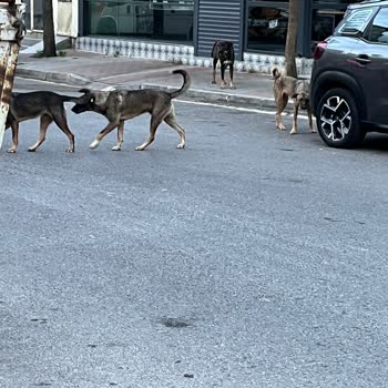 Kartal Belediyesi Belediyenin Sokak Kö. Pekleri İçin Olan İlgisizliği