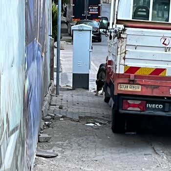 Kartal Belediyesi Belediyenin Sokak Kö. Pekleri İçin Olan İlgisizliği