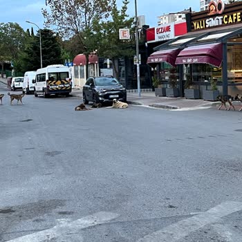 Kartal Belediyesi Belediyenin Sokak Kö. Pekleri İçin Olan İlgisizliği