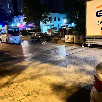 Kartal Belediyesi Belediyenin Sokak Kö. Pekleri İçin Olan İlgisizliği