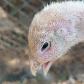Acar Yarka Hindiler Hastalıklı