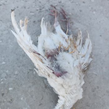 Acar Yarka Hindiler Hastalıklı