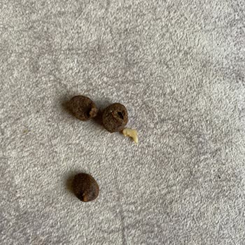 Farmina Nd Mamada Kemik Parçaları