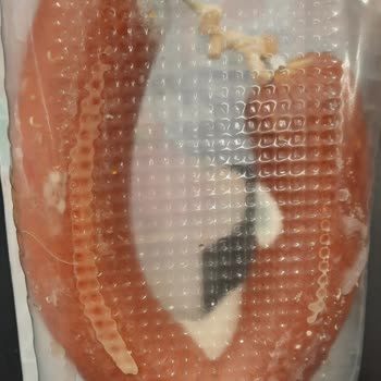 Maret Paketi Açılmamış Sucuğun Küflenmesi