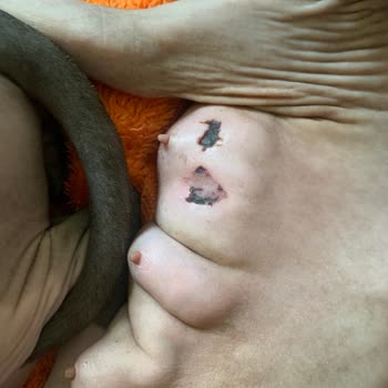 Vet34 Veteriner Kliniği Yanlış Tedavi Ve Bilgisizlik