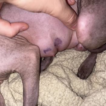 Vet34 Veteriner Kliniği Yanlış Tedavi Ve Bilgisizlik