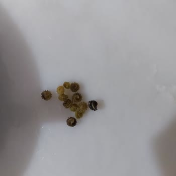 Tat Gıda Tat Bezelye Konservesinin İçinden Siyah Dikenli Yabancı Cisim Çıkması.