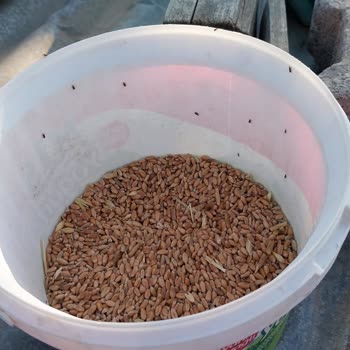 Tarım ve Orman Bakanlığı Kooperatif Böcekli Buğday