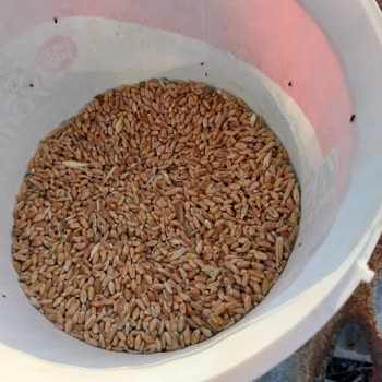 Tarım ve Orman Bakanlığı Kooperatif Böcekli Buğday