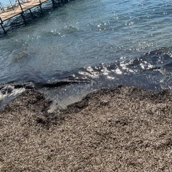 Shayna Beach Hotel Hijyen Ve Dökülen Bina