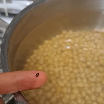 Anadolu Mutfağı Nohut Paketinin İçinde Bakliyat Böceği Çıktı